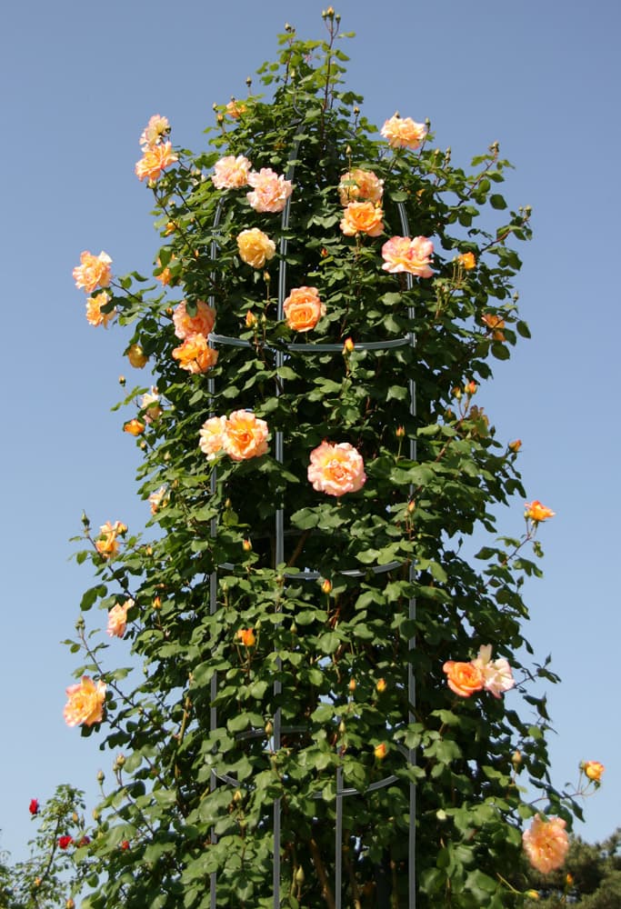 Garden King Opora pro pnoucí rostliny 188 x 40 cm - náhled 3