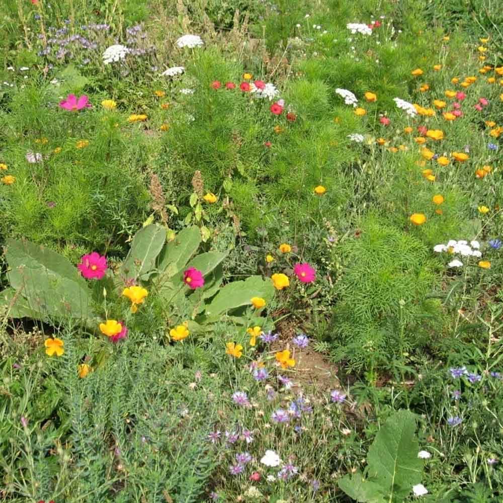 Agrostis Trávníky KRASOHLED květnatá louka s letničkami směs osiv 200 g - náhled 2