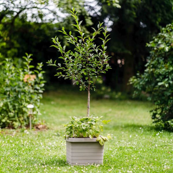Plastia Samozavlažovací velkoobjemový truhlík Berberis UNO taupe 45 cm x 39 cm x 35 cm - náhled 2