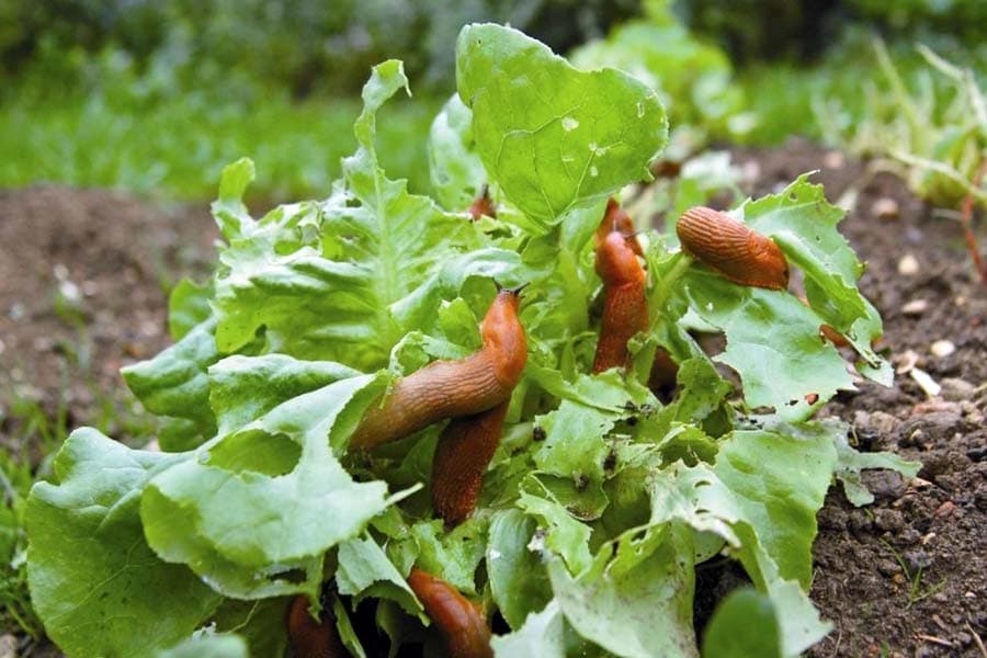 AGRO CS NATURA PRESTO na slimáky a plže 300 g - náhled 2