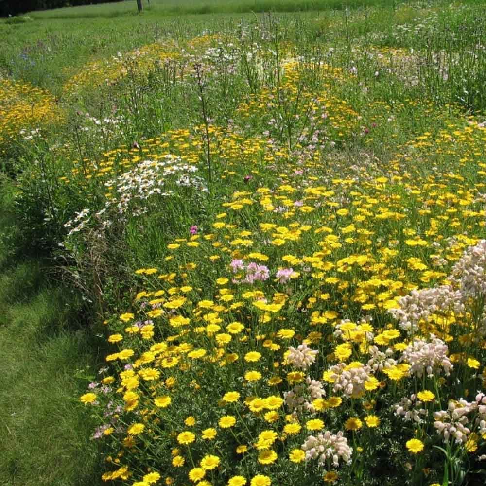 Agrostis Trávníky SLUNOVRAT květnatá louka směs osiv do sucha pro náročné 200 g - náhled 2