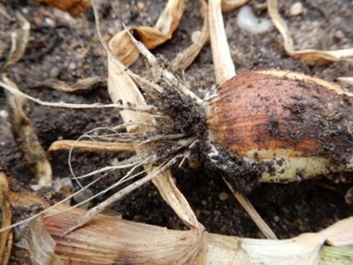 AgroBio Clonoplus 10 g - Pro rozložení hub v půdě - náhled 3