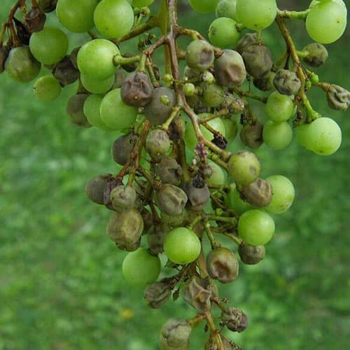 AGRO CS AGRO Plíseň 3 x 20 g - náhled 3