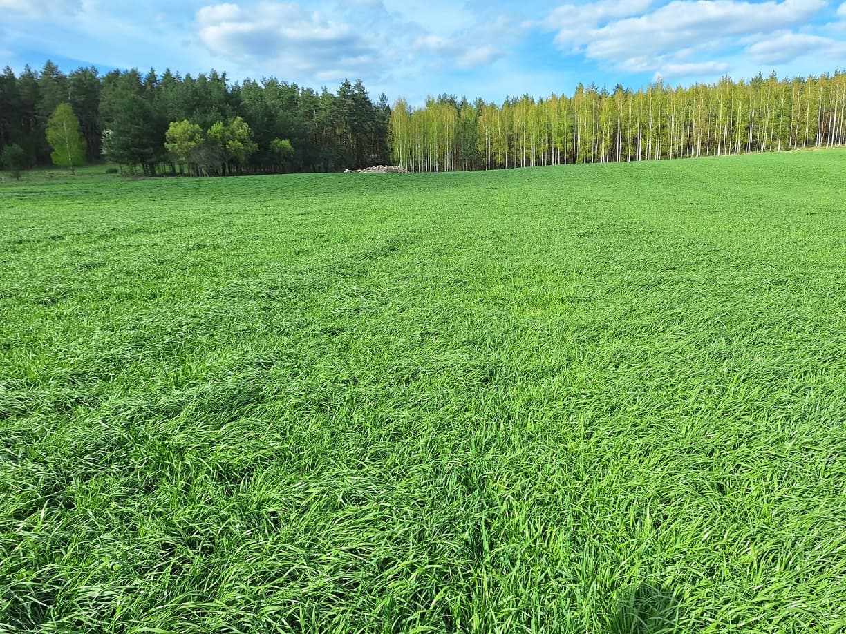 DLF Travní směs Landsberská směs 25 kg - náhled 3