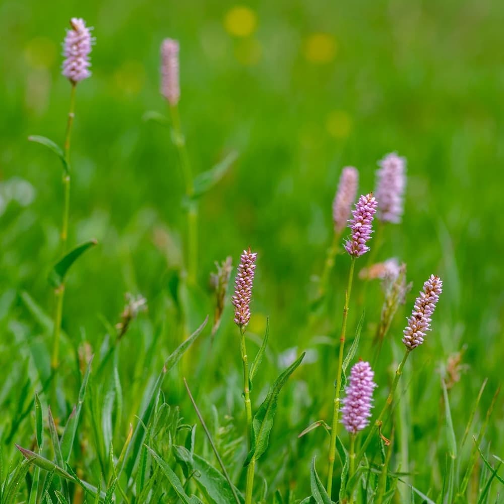 Agrostis Trávníky RAKOVEC květnatá louka do vlhka směs osiv 200 g - náhled 3