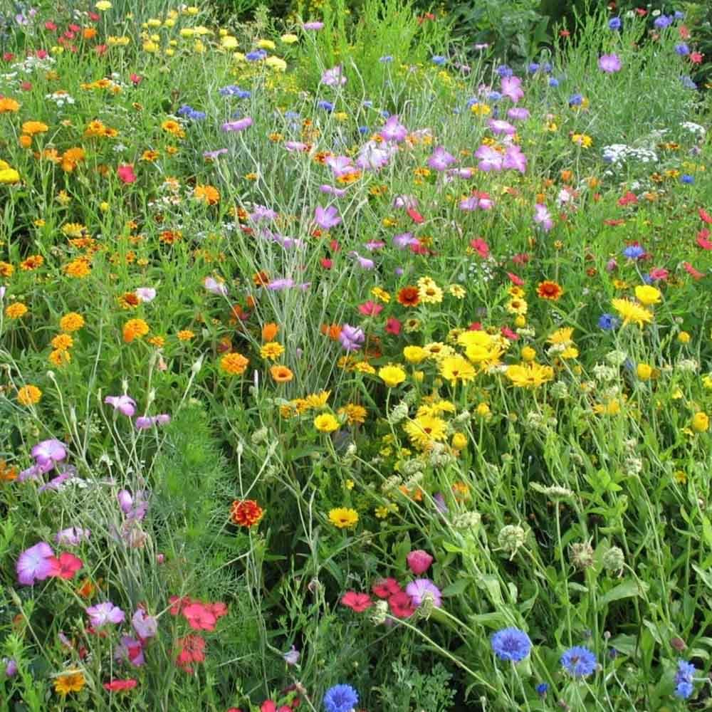 Agrostis Trávníky KARNEVAL barevná směs osiv do sucha 200 g - náhled 4
