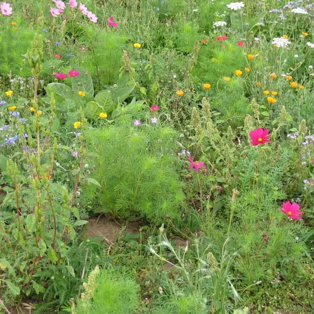 Agrostis Trávníky KRASOHLED květnatá louka s letničkami směs osiv 50 g - náhled 4