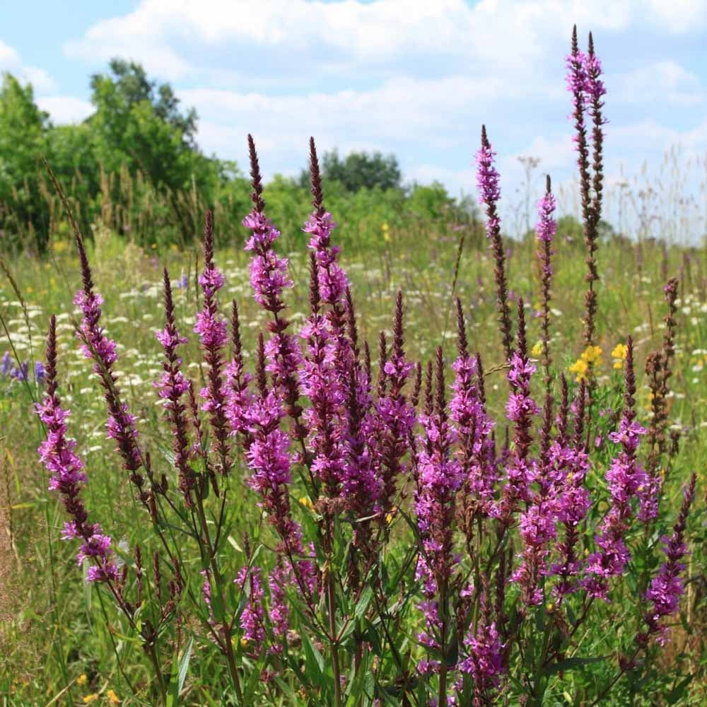 Agrostis Trávníky RAKOVEC květnatá louka do vlhka směs osiv 200 g - náhled 4