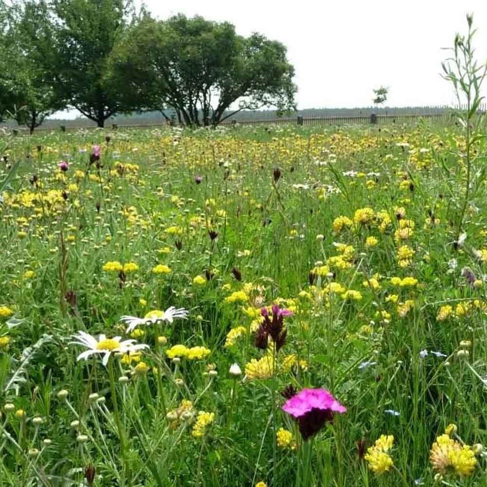 Agrostis Trávníky SLUNOVRAT květnatá louka směs osiv do sucha pro náročné 200 g - náhled 4