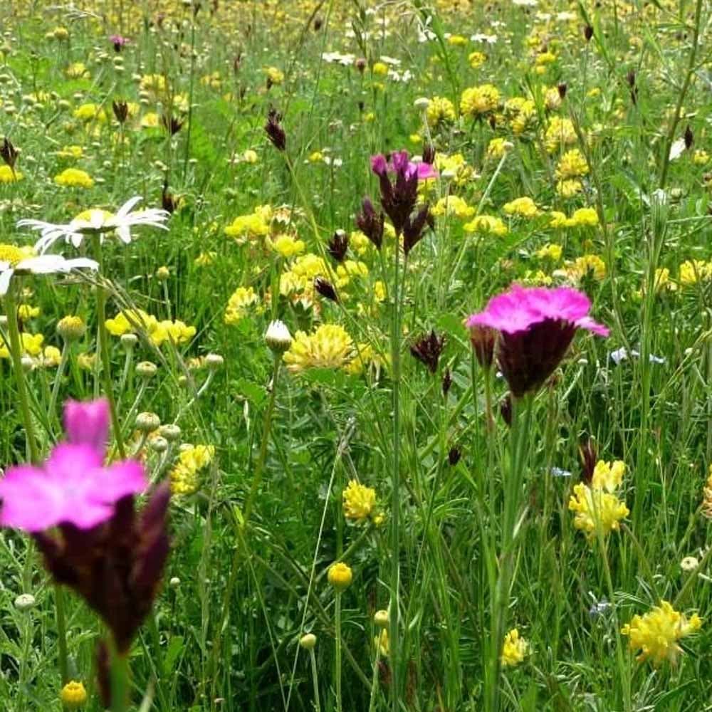 Agrostis Trávníky SLUNOVRAT květnatá louka směs osiv do sucha pro náročné 200 g - náhled 5