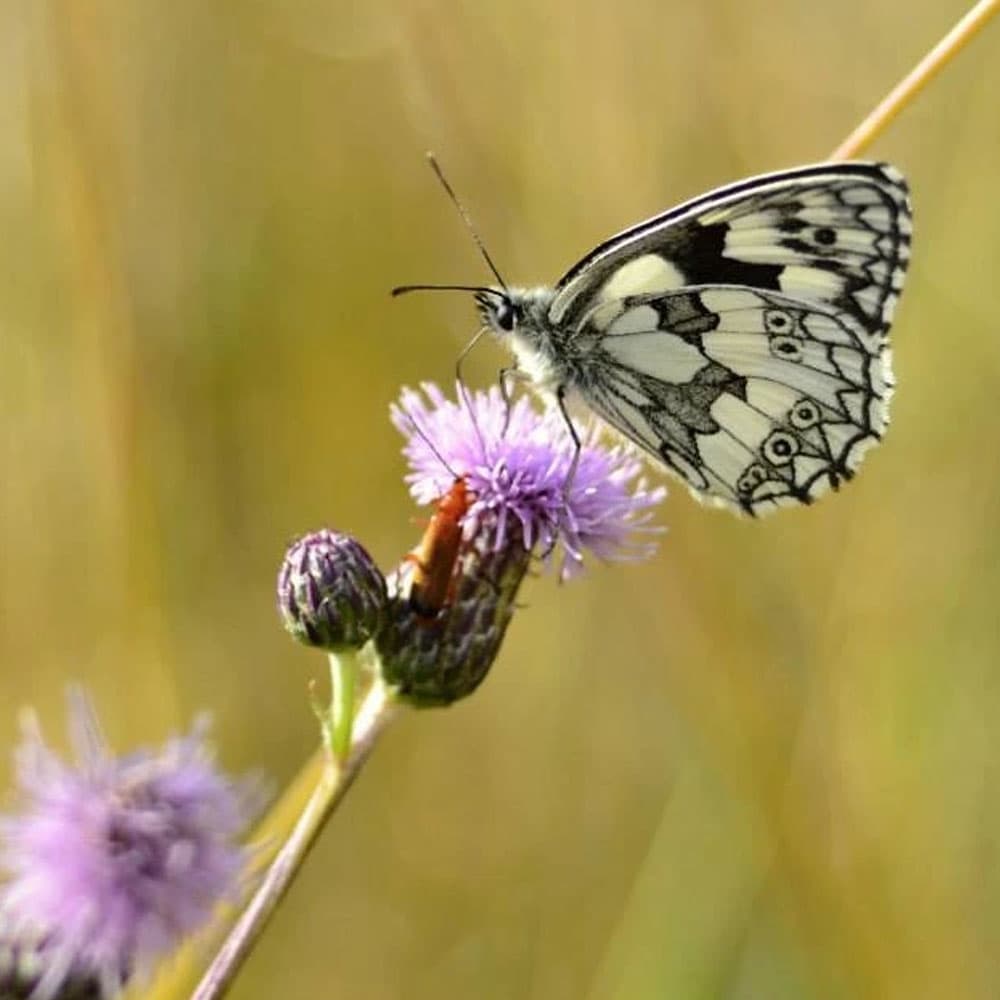 Agrostis Trávníky VILÍK včelí pastva medonosná směs osiv 200 g - náhled 5