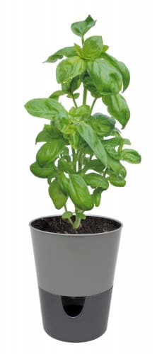 Plastia Samozavlažovací květináč Rosmarin šedá/antracit 11 cm - náhled 3